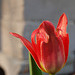 tulip in the sun