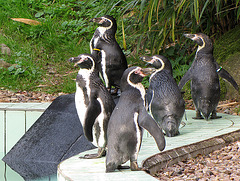 IMG 0117  Pinguine
