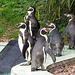 IMG 0117  Pinguine