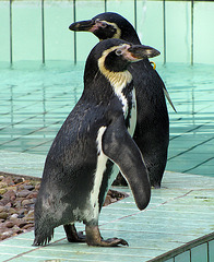 IMG 0118  Pinguine