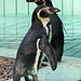 IMG 0118  Pinguine
