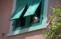 Torbole- Katzenfenster