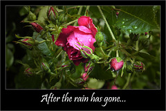 After the rain....