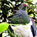 Wood Pigeon or Kereru.