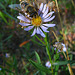 Flower &  Bee (3687)