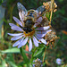 Flower & Bee (3688)