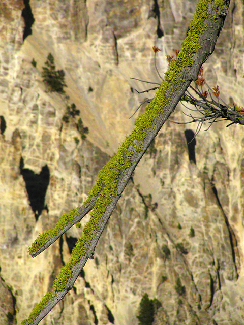 Mossy Branch in Grand Canyon of the Yellowstone River (1681)