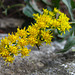 Yellow Flower (0615)