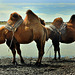 Domestic camel rest at the Ganga Nuur (lake)