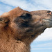 A camels side portrait