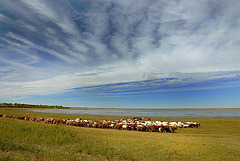 Goat and sheep herds at the Ganga lake side