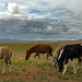 Mongolian horses rest at the veldt