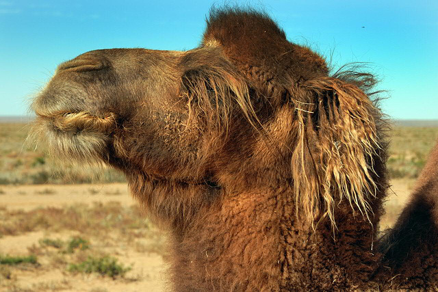 Pretty ginger longhaired camel portrait