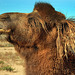 Pretty ginger longhaired camel portrait