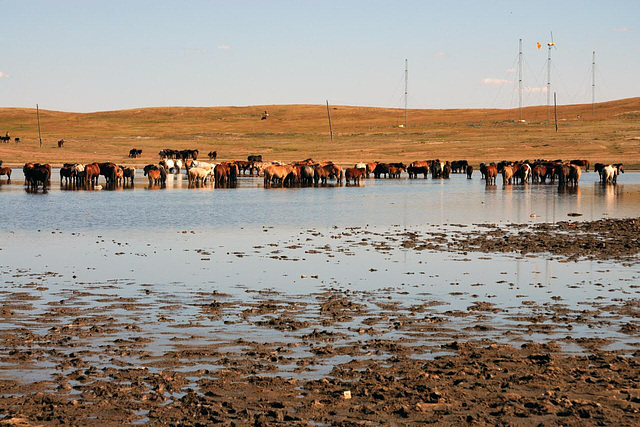 Horses love to stay in water ponds