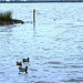 anasoj sur la Puccini- lago / Enten auf dem See Puccini