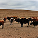 Mongolian livestock