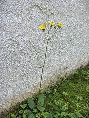 Floro ĉe la muro