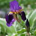 another iris