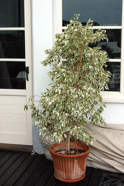 potplanto - Topfpflanze