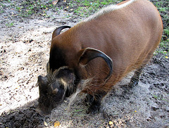 IMG 0198 Pinselohrschwein