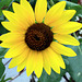 01.SunflowerGarden.16P.NW.WDC.22Sep2009