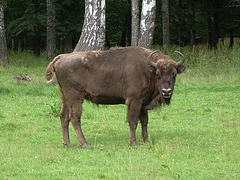 La Eŭropa bizono, kiu preskaŭ malaperis (restis ege malmultaj ekzempleroj post la dua mondmilito) estas la plej granda Eŭropa besto