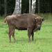 La Eŭropa bizono, kiu preskaŭ malaperis (restis ege malmultaj ekzempleroj post la dua mondmilito) estas la plej granda Eŭropa besto