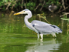 Heron with light snack
