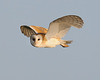 Barn Owl Hunting 3
