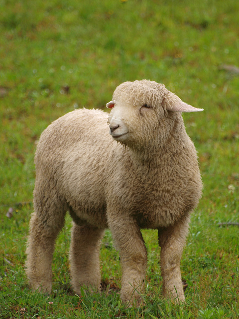 soggy lamb