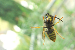 Window Wasp