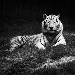 Mika - White tiger