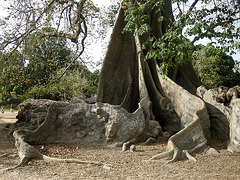 L'arbre à palabres, Fromager au Sénégal