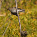 Gorrion moruno-Passer Hispaniolensis