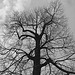 Arbre majestueux  /  Majestic tree -  Dans ma ville -  In my hometown.  18 mars 2009 -  N & B.