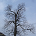 Arbre majestueux  /  Majestic tree -  Dans ma ville -  In my hometown.  18 mars 2009 -  Version électrique