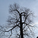 Arbre majestueux  /  Majestic tree -  Dans ma ville -  In my hometown.  18 mars 2009  -  Version électrique