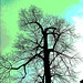 Arbre majestueux  /  Majestic tree -  Dans ma ville -  In my hometown.  18 mars 2009 - Version électrique.  Postérisation avec inversion RVB