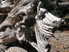 Devils's Postpile National Monument (0516)