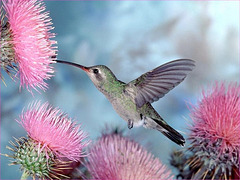 Colibri - Broad-billed humming bird