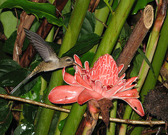 Un colibri sur une Rose de porcelaine, Costa-Rica