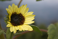 Späte Sonnenblume