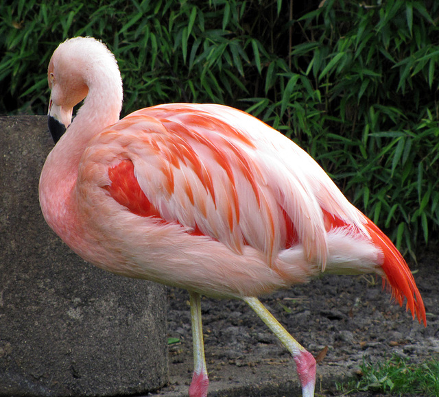 IMG 0127 Flamingo