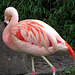 IMG 0127 Flamingo