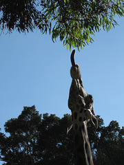 Giraffe, LA Zoo