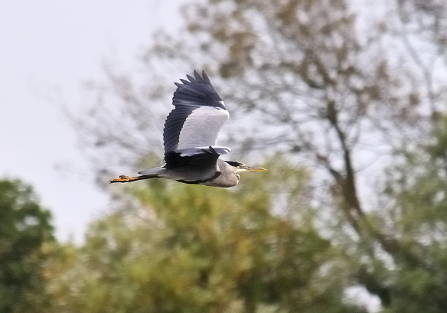 Flying Heron