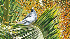 Pigeon Pair in Cabbage Tree.