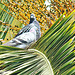 Pigeon Pair in Cabbage Tree.