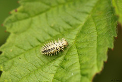 24-spot Ladybird Larva